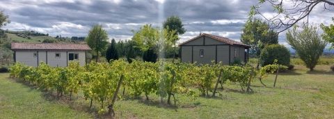 Vignes au milieu du Camping les Arches
